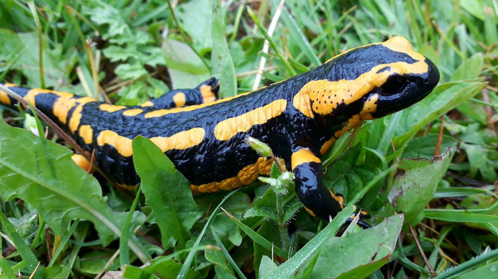 salamandra plamista plazy-ogoniaste-keep-pl